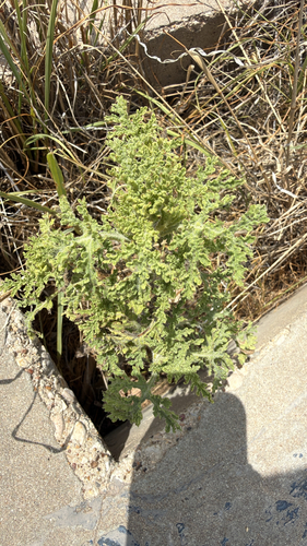 Ragged Marsh-elder
