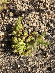 Loeflingia squarrosa