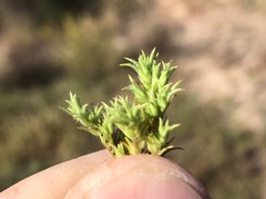 Loeflingia squarrosa