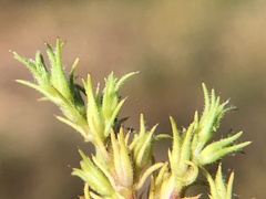 Loeflingia squarrosa