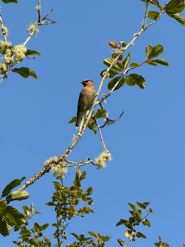 Bombycilla cedrorum