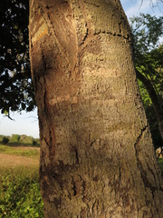 Capparidastrum pachaca