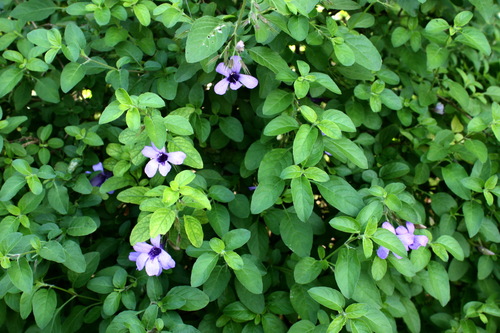 Dyschoriste thunbergiiflora