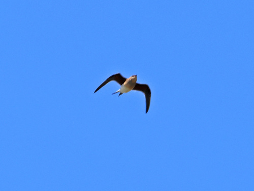 iNaturalist image