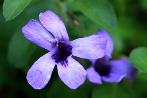 Dyschoriste thunbergiiflora