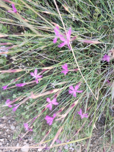 Dianthus orientalis