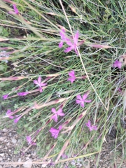 Dianthus orientalis, photograph (c) Dmitry Ivanov, some rights reserved (CC BY)