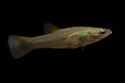 Lerma livebearer (Poeciliopsis infans) — Poeciliidae