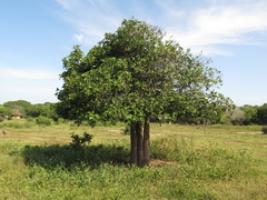 Capparidastrum pachaca