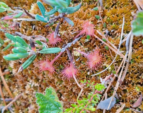 round-leaved sundew