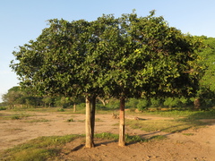 Capparidastrum pachaca