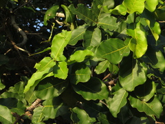 Capparidastrum pachaca