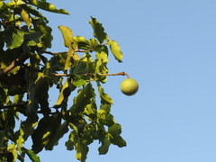 Capparidastrum pachaca