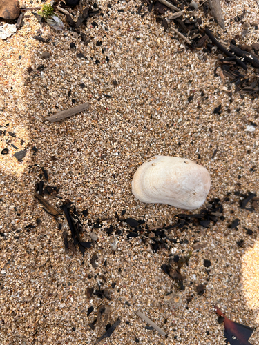 Trapezium oblongum observed 2026-06-05