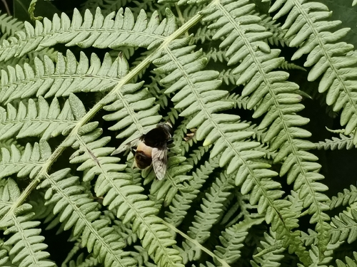 Phytomia zonata