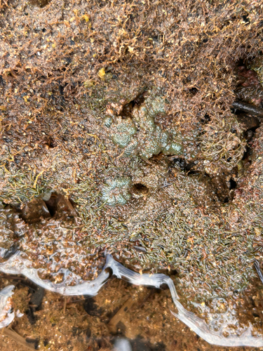 Dictyosphaeria versluysii observed 2026-06-05