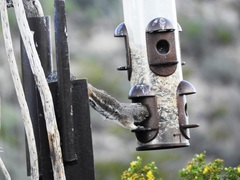 Ammospermophilus interpres