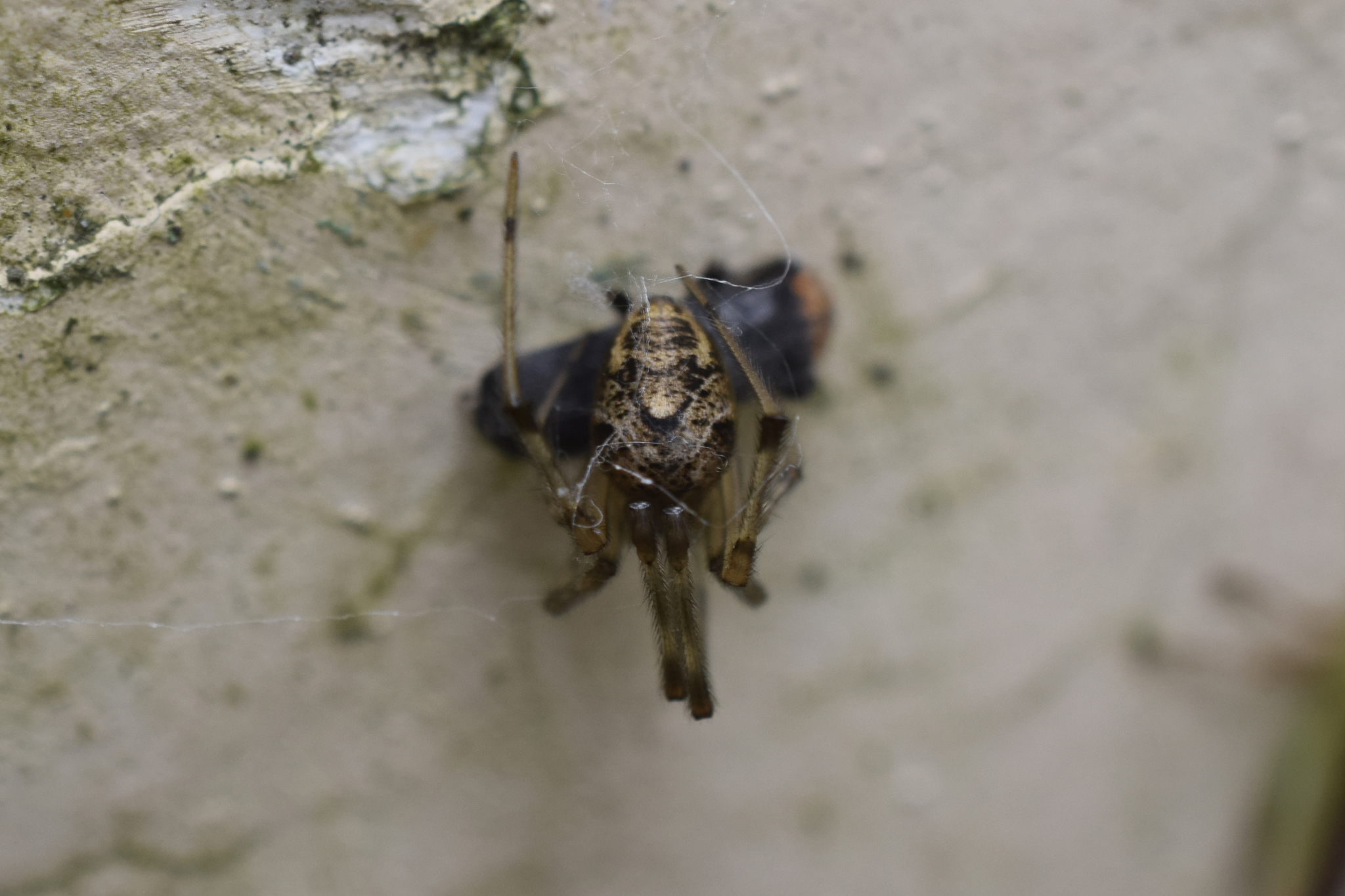 Parasteatoda tepidariorum image