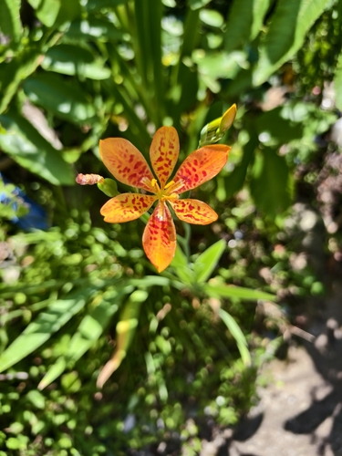 Blackberry Lily