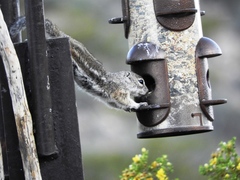 Ammospermophilus interpres