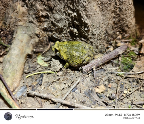 Boreal Digging Frog