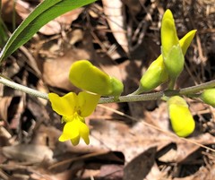 Baptisia cinerea