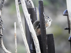 Ammospermophilus interpres