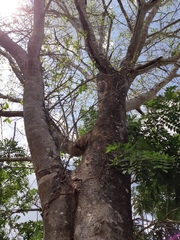 Maclura tinctoria