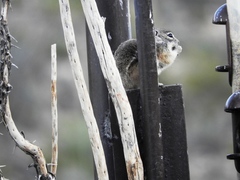 Ammospermophilus interpres