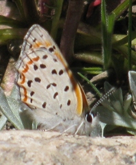 Lycaena cupreus