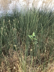 Juncus textilis