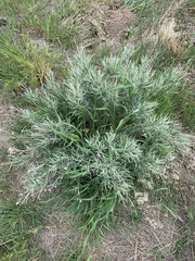 Artemisia cana