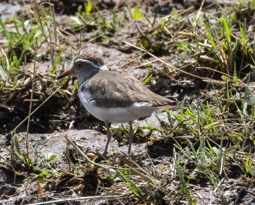 iNaturalist image