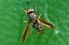 Hermetia comstocki