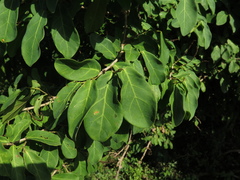 Coccoloba obtusifolia