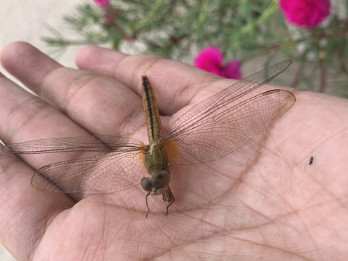 Scarlet Skimmer