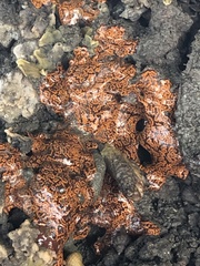 Styelidae
