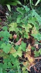 Pelargonium tomentosum