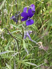 Viola declinata