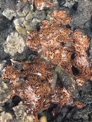 Styelidae