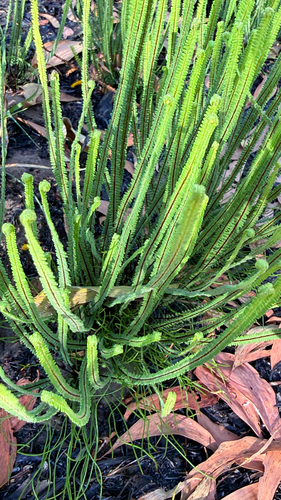 Pteris platyzomopsis, 2026-07-14