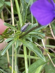 Viola declinata, photograph (c) Maryna Burlaka, some rights reserved (CC BY)