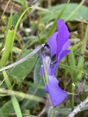 Viola declinata, photograph (c) Maryna Burlaka, some rights reserved (CC BY)