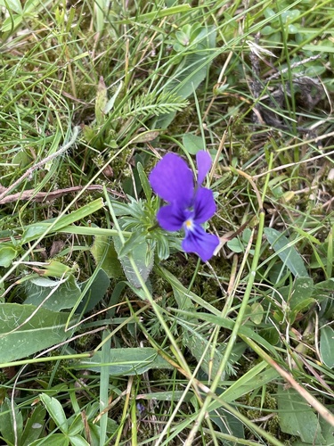 Viola declinata, photograph 5