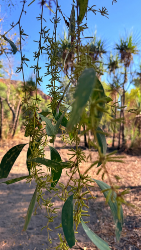 Acacia difficilis, 2026-07-14