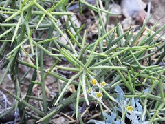 Sarcomphalus obtusifolius canescens