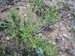 Sarcomphalus obtusifolius canescens