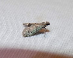 Cacotherapia flexilinealis
