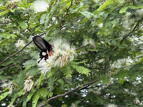 Common Rose Swallowtail