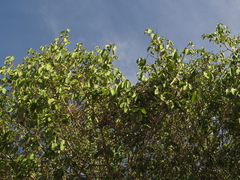 Coccoloba obtusifolia